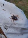 Pentatoma rufipes