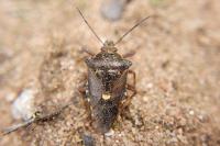 Pinthaeus sanguinipes