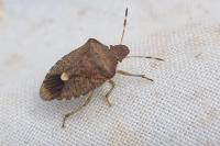 Peribalus strictus vernalis
