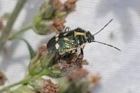 Eurydema oleracea