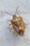 Carpocoris purpureipennis