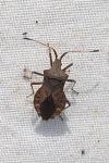 Coreus marginatus