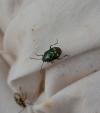 Eurydema oleracea
