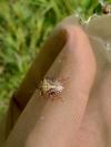 Carpocoris purpureipennis