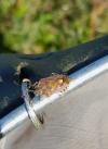 Dolycoris baccarum