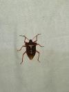 Pentatoma rufipes