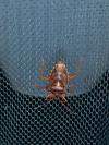 Pentatoma rufipes