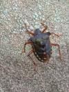 Pentatoma rufipes