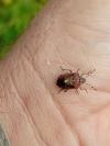Dolycoris baccarum