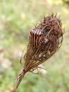 Graphosoma italicum italicum