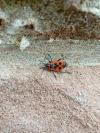 Pyrrhocoris apterus