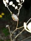 Graphosoma italicum italicum