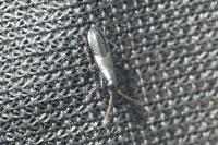 Pterotmetus staphyliniformis