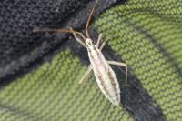 Leptopterna ferrugata