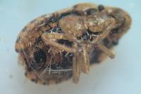 Sciocoris cursitans