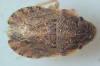 Sciocoris cursitans