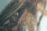 Sciocoris cursitans