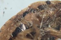 Sciocoris cursitans