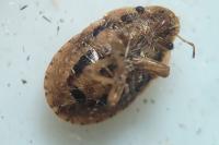 Sciocoris cursitans