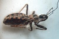 Coranus woodroffei