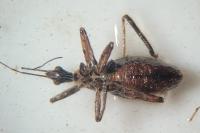 Coranus woodroffei