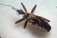 Coranus woodroffei