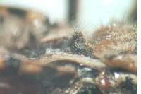 Coranus woodroffei