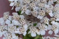 Stictopleurus punctatonervosus