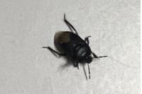 Cydnus aterrimus