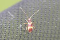 Closterotomus fulvomaculatus