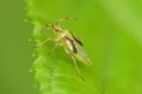 Dryophilocoris flavoquadrimaculatus