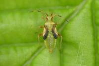 Dryophilocoris flavoquadrimaculatus