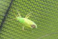 Oncotylus punctipes