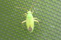 Oncotylus punctipes