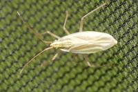 Acetropis gimmerthalii