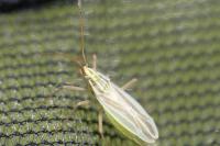 Acetropis gimmerthalii