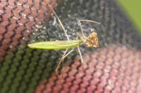 Berytinus hirticornis hirticornis