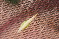 Berytinus hirticornis hirticornis