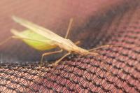 Berytinus hirticornis hirticornis
