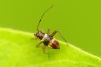Closterotomus fulvomaculatus