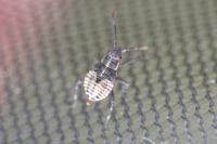 Deraeocoris trifasciatus