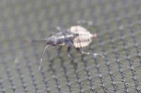 Deraeocoris trifasciatus
