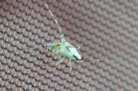 Phytocoris tiliae