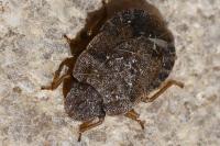 Sciocoris umbrinus