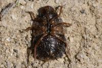 Sciocoris umbrinus