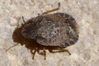 Sciocoris umbrinus
