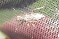 Himacerus major