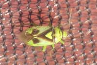 Orthops campestris