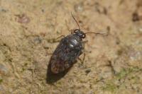 Saldula saltatoria
