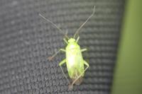 Lygocoris pabulinus
